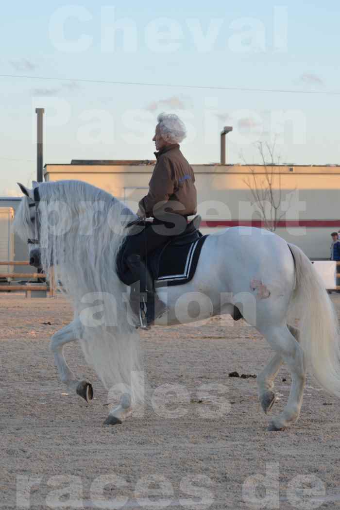 Cheval Passion 2014 - Etalon "GALAN"  blanc écurie Alain LAUZIER - Notre Sélection - 10