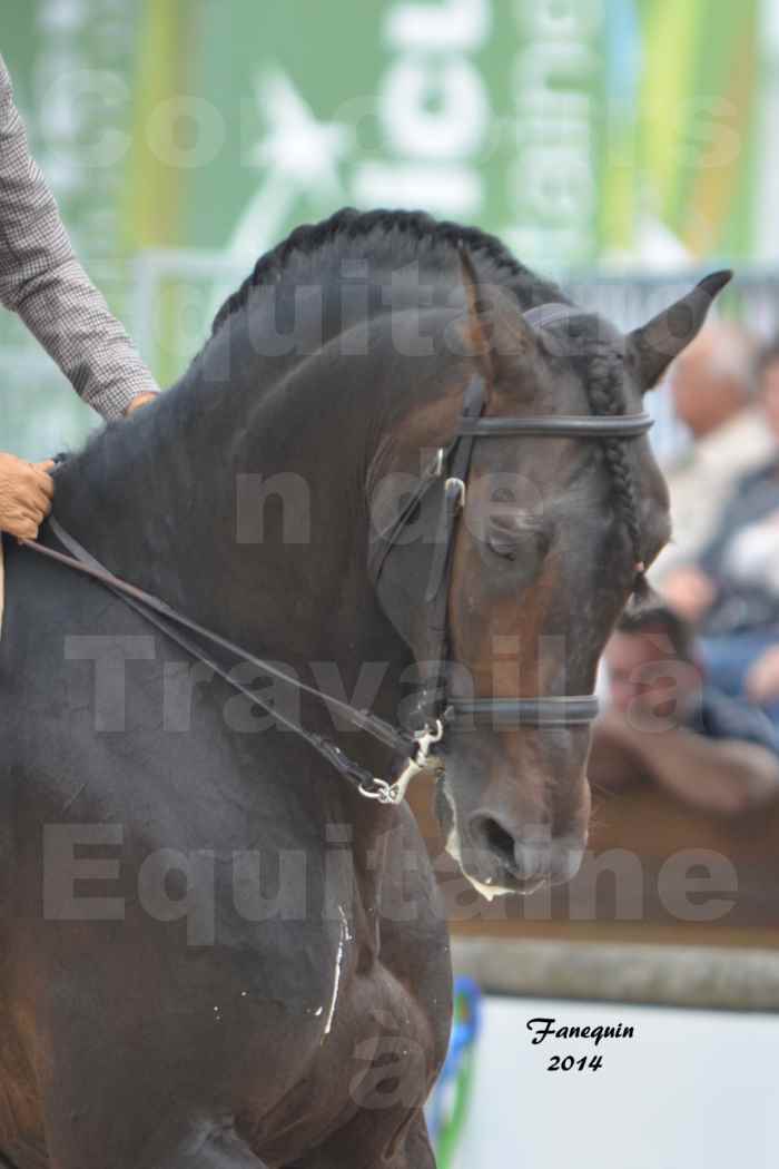 Salon Equitaine Bordeaux 2014 - Portraits de chevaux d'Equitation de travail - 40