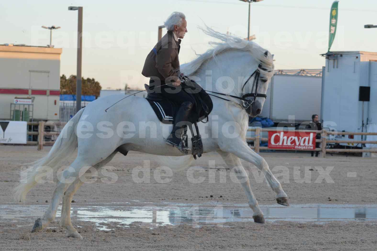 Cheval Passion 2014 - Etalon "GALAN"  blanc écurie Alain LAUZIER - Notre Sélection - 01