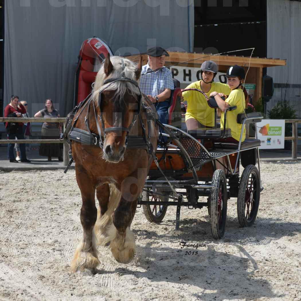 Salon Equitaine de Bordeaux 2015 - Présentation attelage en simple cheval de trait - 5