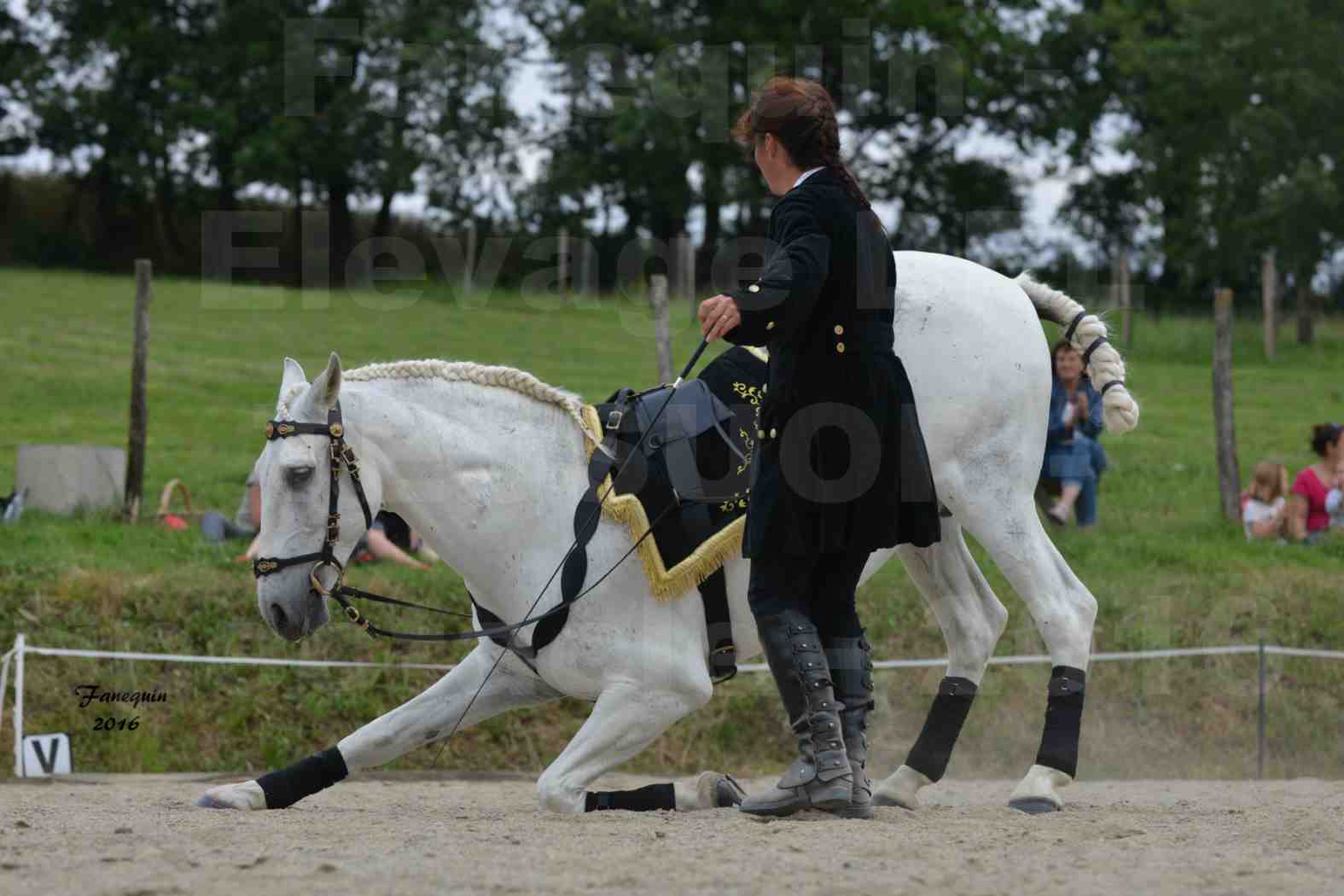 Spectacle de chevaux PRE chez Frédérique VIGNE - 20