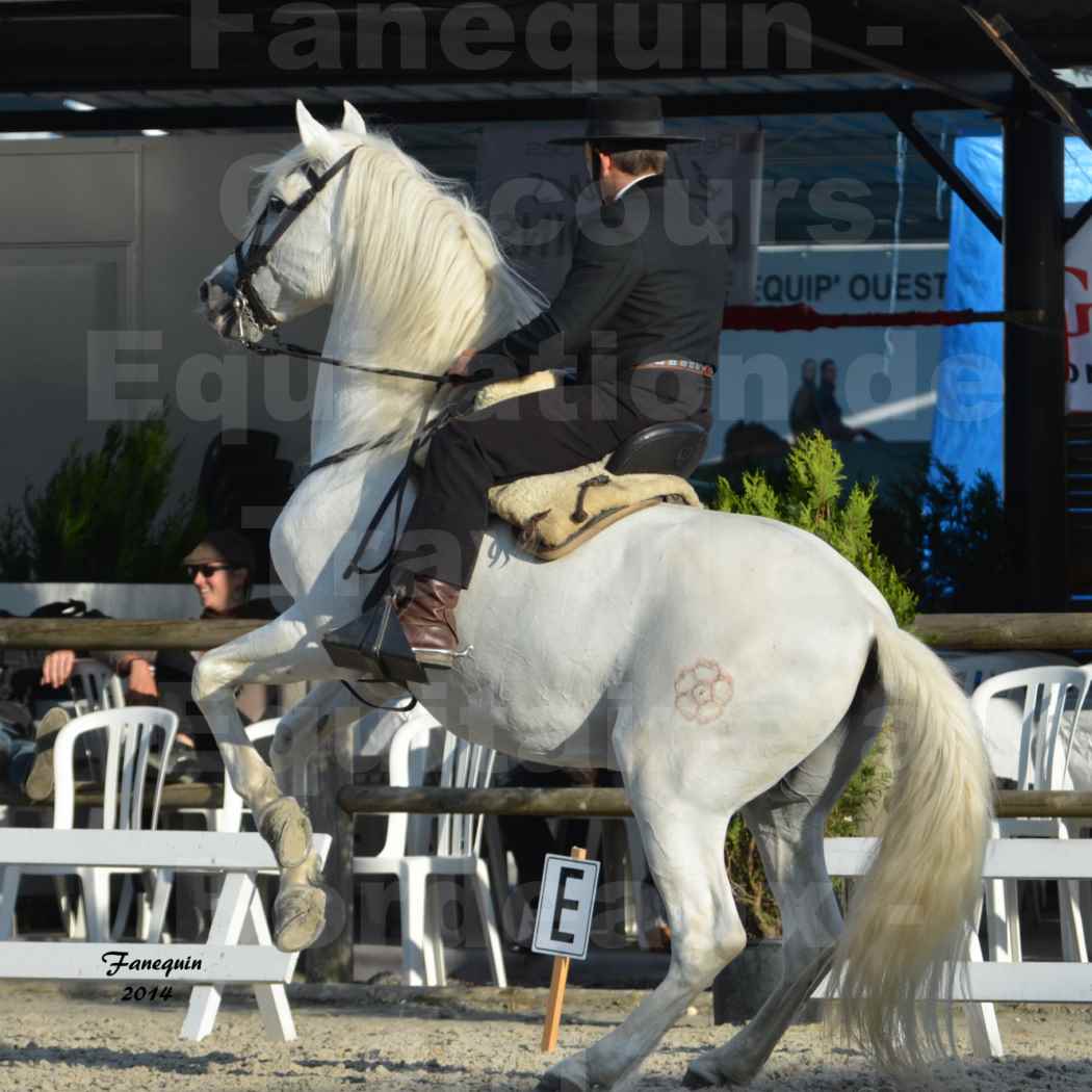 Salon Equitaine de Bordeaux en 2014 - concours Equitation de travail - Épreuve de Dressage - 07