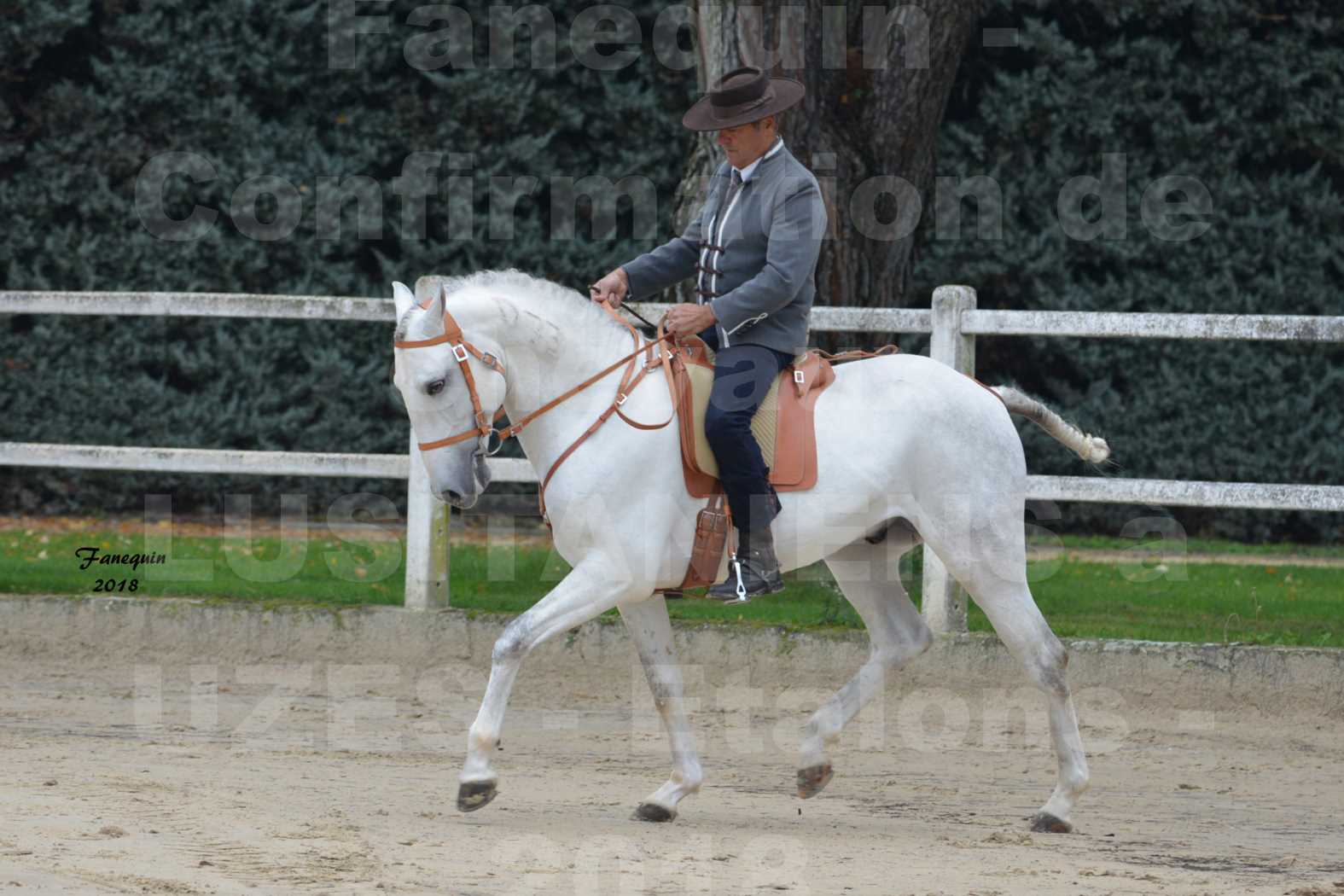 Confirmation de chevaux LUSITANIENS aux Haras d'UZES en novembre 2018 - DON QUICHOTTE DU MOLE - 06