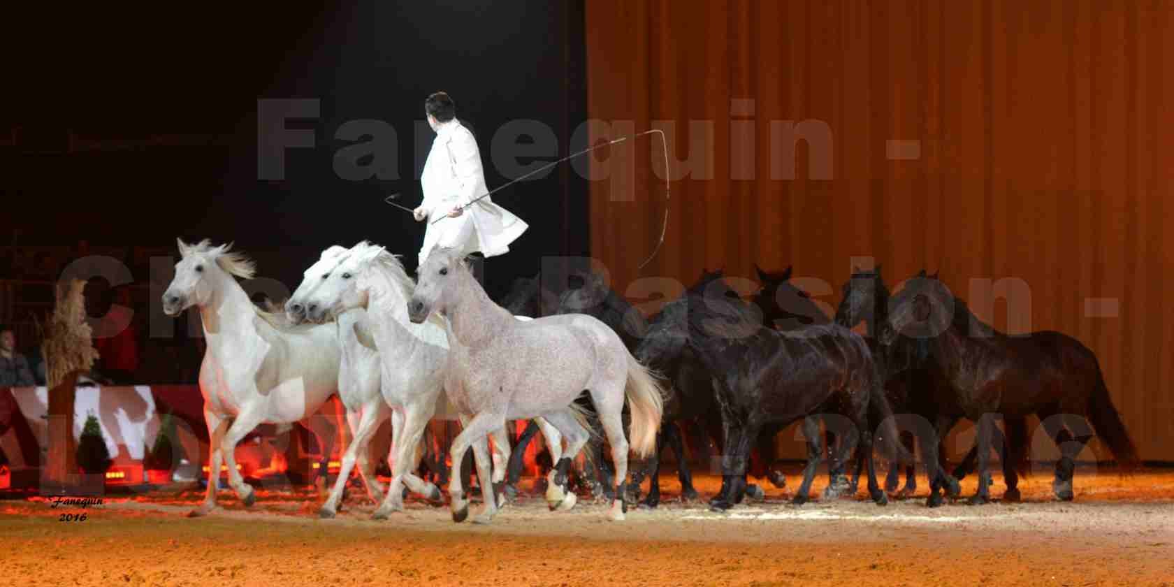 Cheval Passion 2016 - Spectacle les Crinières d'OR - LORENZO "Blanc" - représentation du 20 janvier 2016 - 33