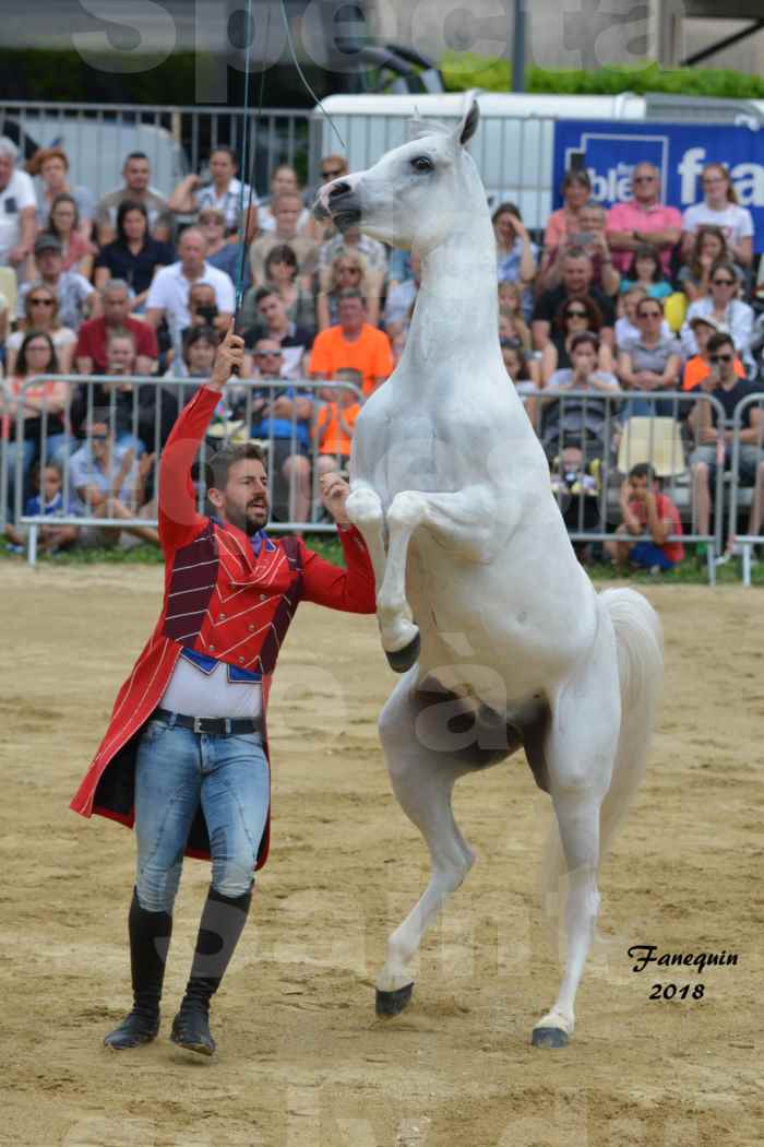 Spectacle Équestre le 3 juin 2018 à Saint Gély du Fesc - Chevaux en liberté - SANTI SERRA - 2