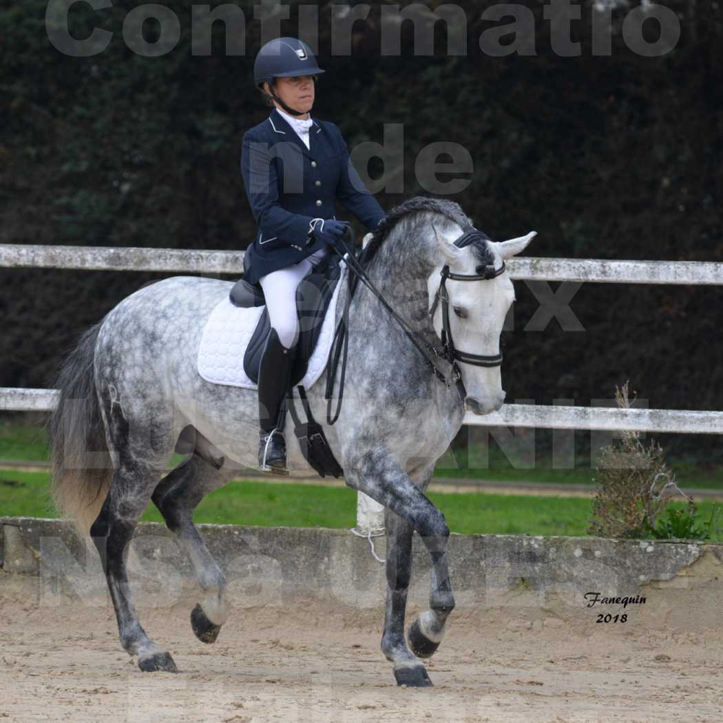 Confirmation de chevaux LUSITANIENS aux Haras d'UZES en novembre 2018 - GUSTAVO - 02