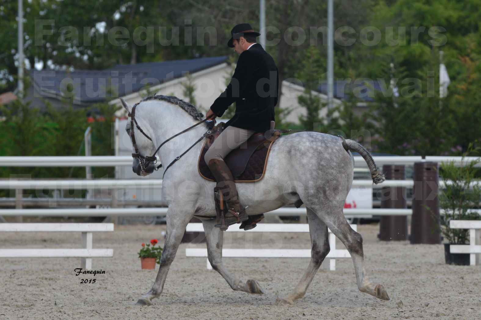 Salon Equitaine de Bordeaux 2015 - Concours d'Equitation de Travail avec chevaux Ibériques - N - 3