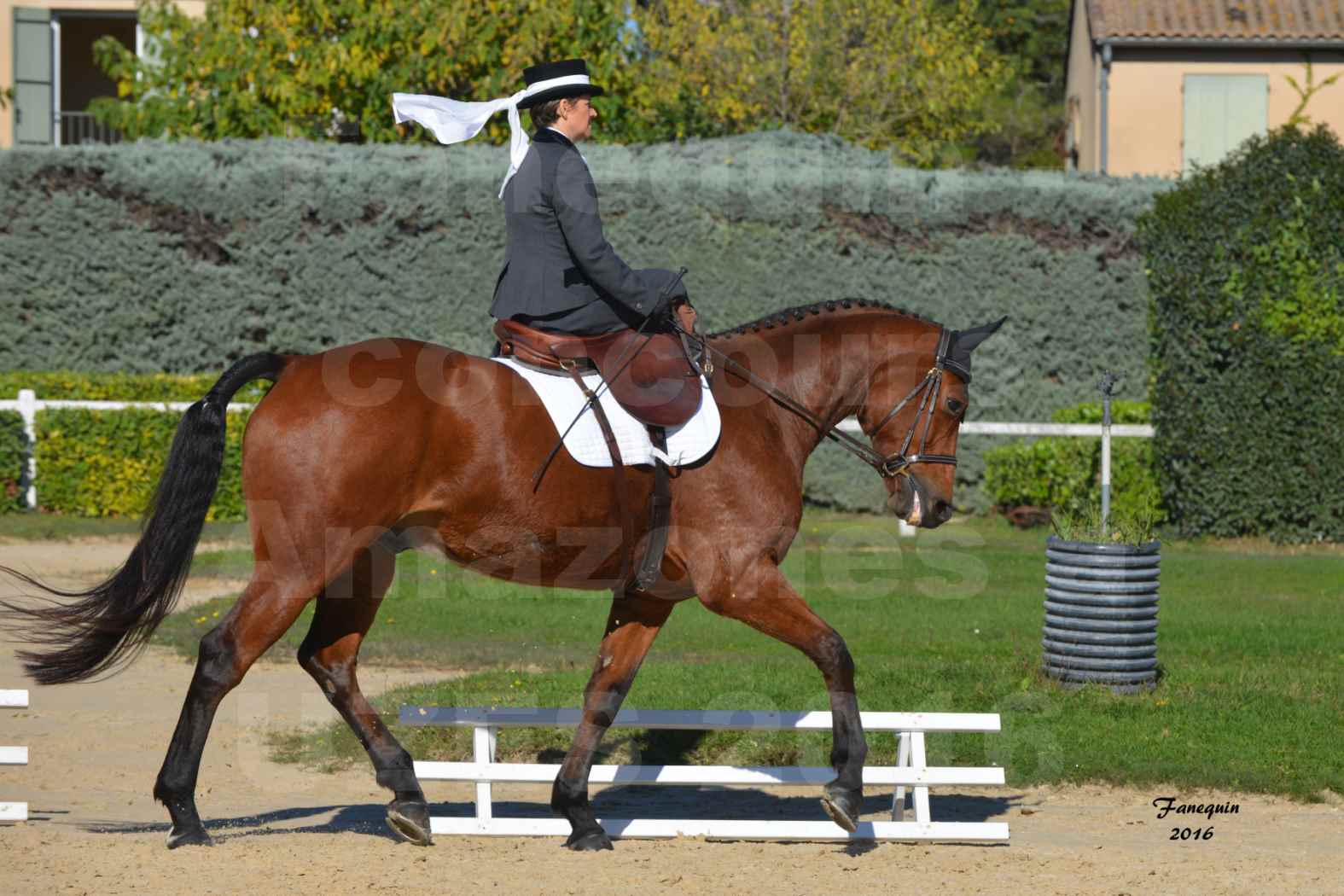 Concours Élégance d'Amazone au Haras d'UZES en Octobre 2016 - Véronique BOURGEON - 02