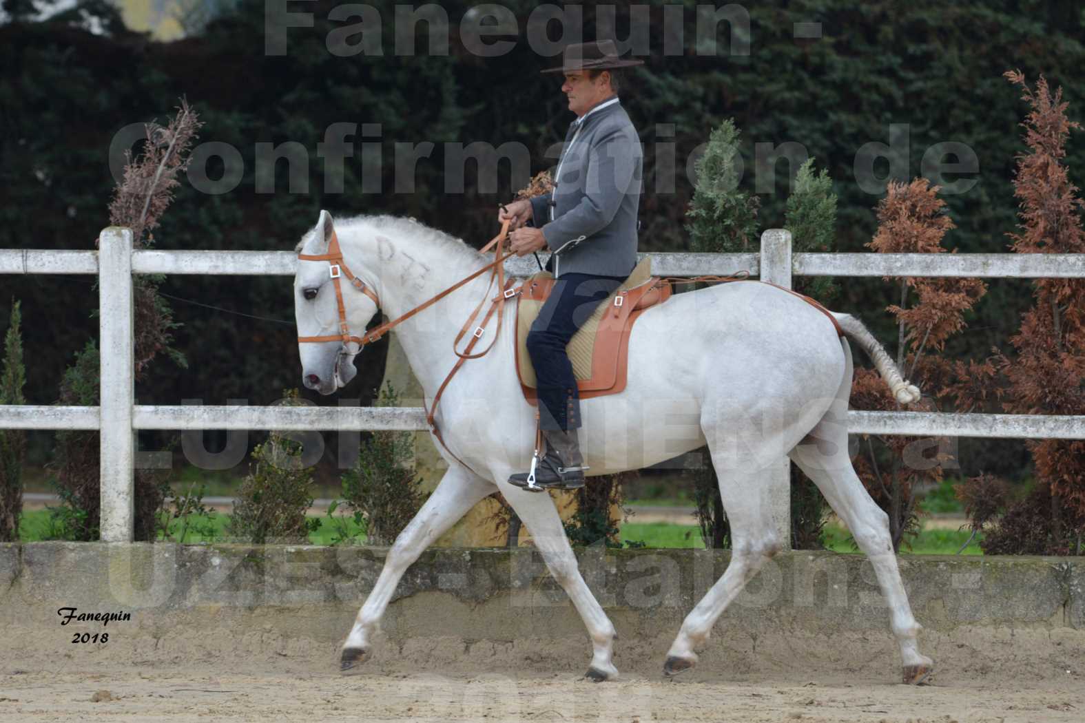 Confirmation de chevaux LUSITANIENS aux Haras d'UZES en novembre 2018 - DON QUICHOTTE DU MOLE - 03