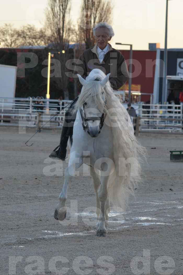 Cheval Passion 2014 - Etalon "GALAN"  blanc écurie Alain LAUZIER - Notre Sélection - 18