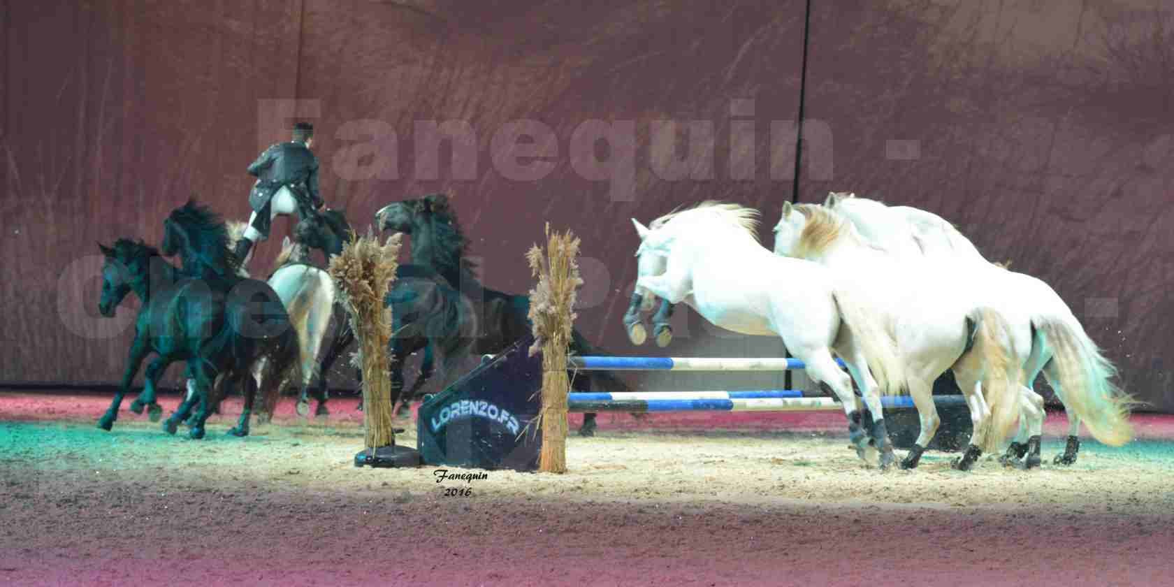 Cheval Passion 2016 - Spectacle les Crinières d'OR - LORENZO "Noir" - représentation du 20 janvier 2016 - 08