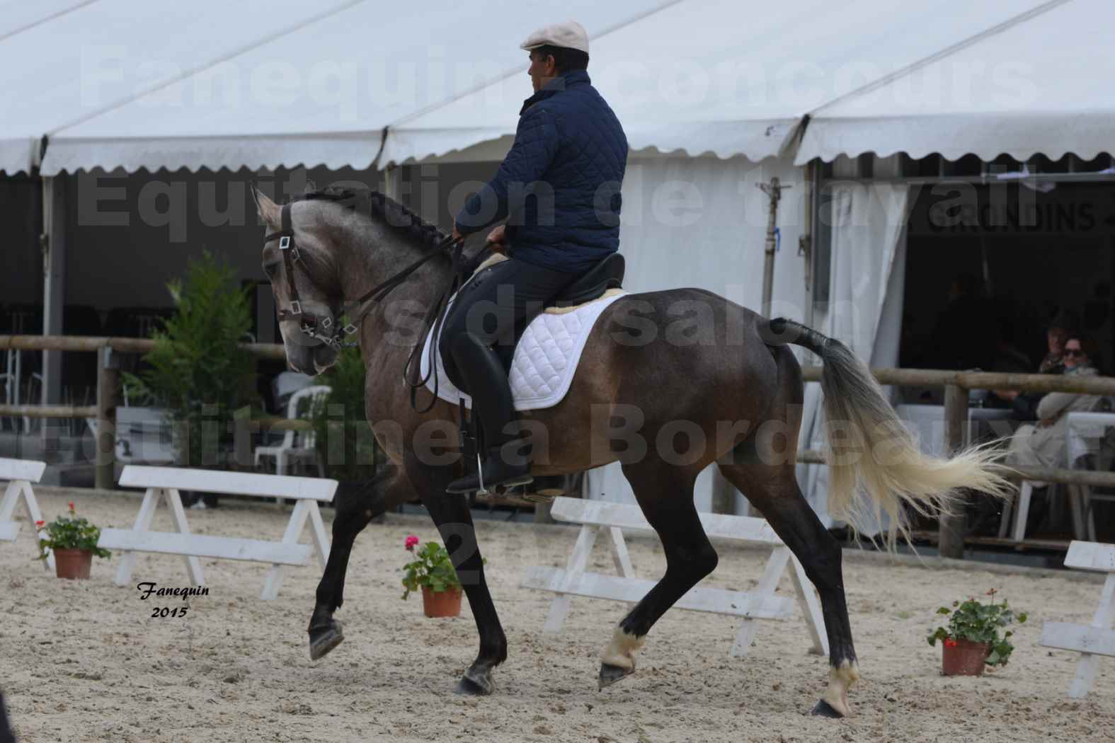 Salon Equitaine de Bordeaux 2015 - Concours d'Equitation de Travail avec chevaux Ibériques - L - 01