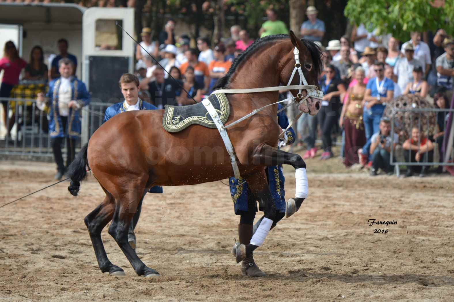 Spectacle équestre le 3 Septembre 2016 au Domaine de GAILLAC - Haute école avec la famille HASTALUEGO - 12