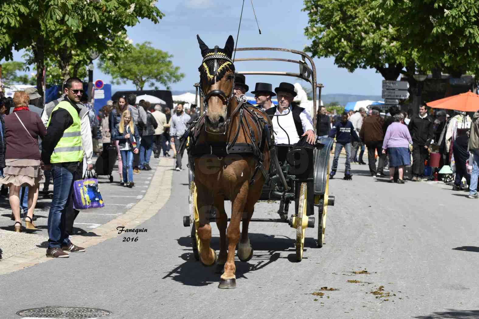 Défilé de calèches de 1900 dans les rues de Villeneuve d'Aveyron le 15 mai 2016 - Attelage simple de Trotteur - calèche 4 roues - 4