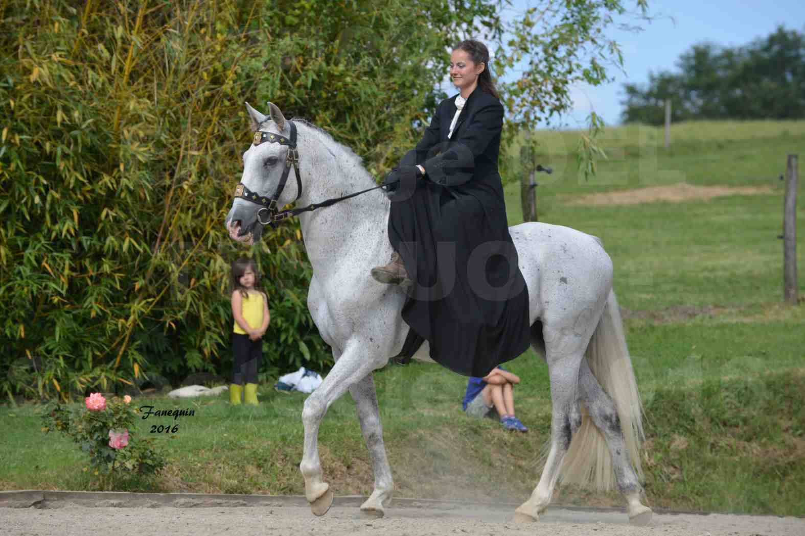 Spectacle de chevaux PRE chez Frédérique VIGNE - 22
