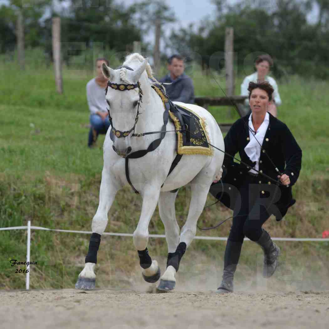 Spectacle de chevaux PRE chez Frédérique VIGNE - 17