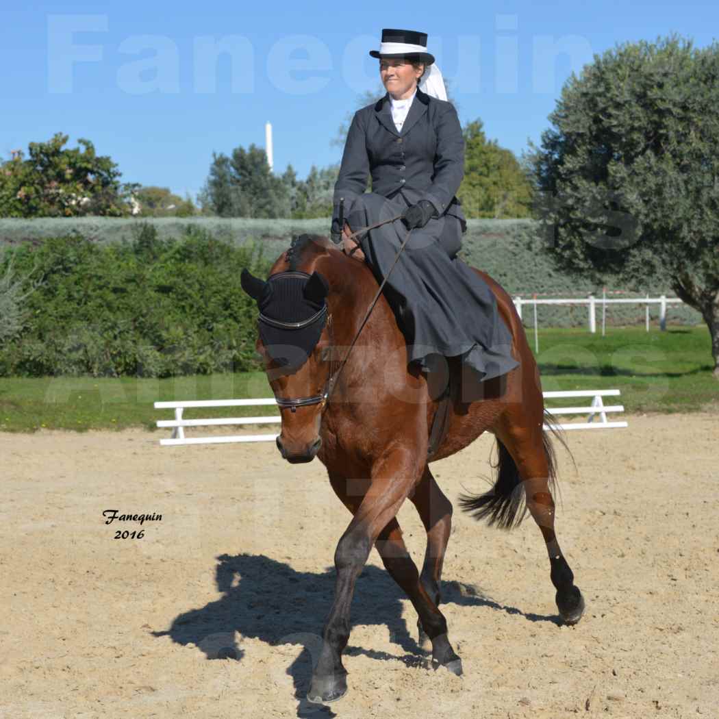 Concours Élégance d'Amazone au Haras d'UZES en Octobre 2016 - Véronique BOURGEON - 03