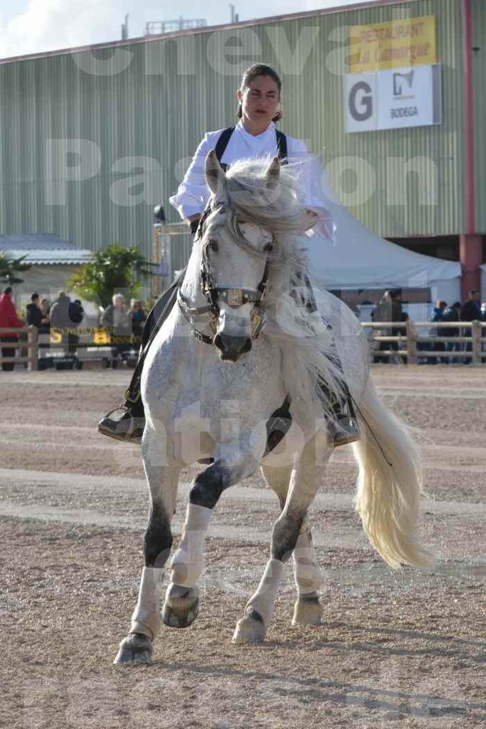 Cheval Passion 2014 - Frédériq VIGNE - Notre Sélection - 06