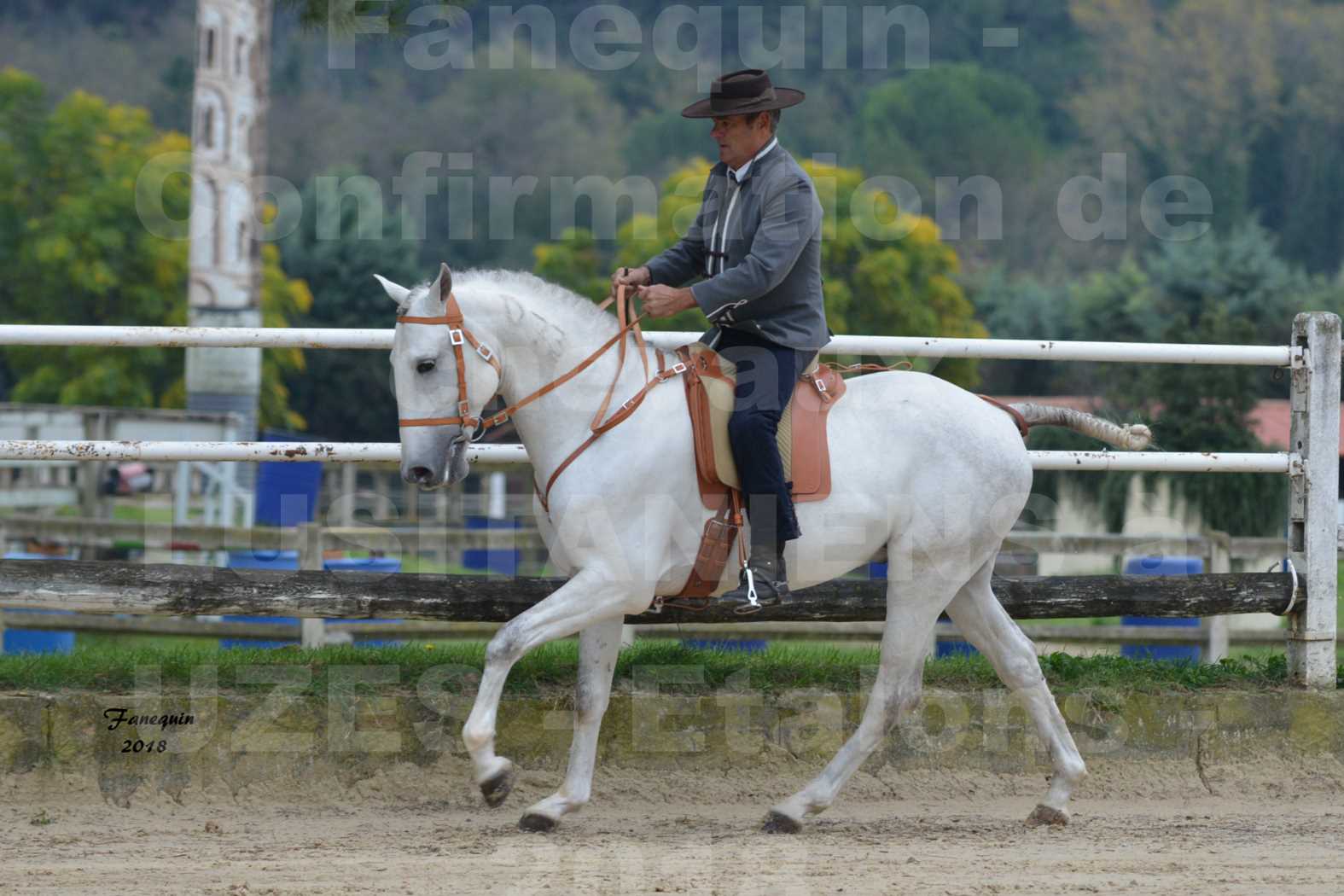 Confirmation de chevaux LUSITANIENS aux Haras d'UZES en novembre 2018 - DON QUICHOTTE DU MOLE - 08