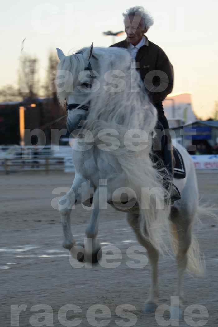 Cheval Passion 2014 - Etalon "GALAN"  blanc écurie Alain LAUZIER - Notre Sélection - 42