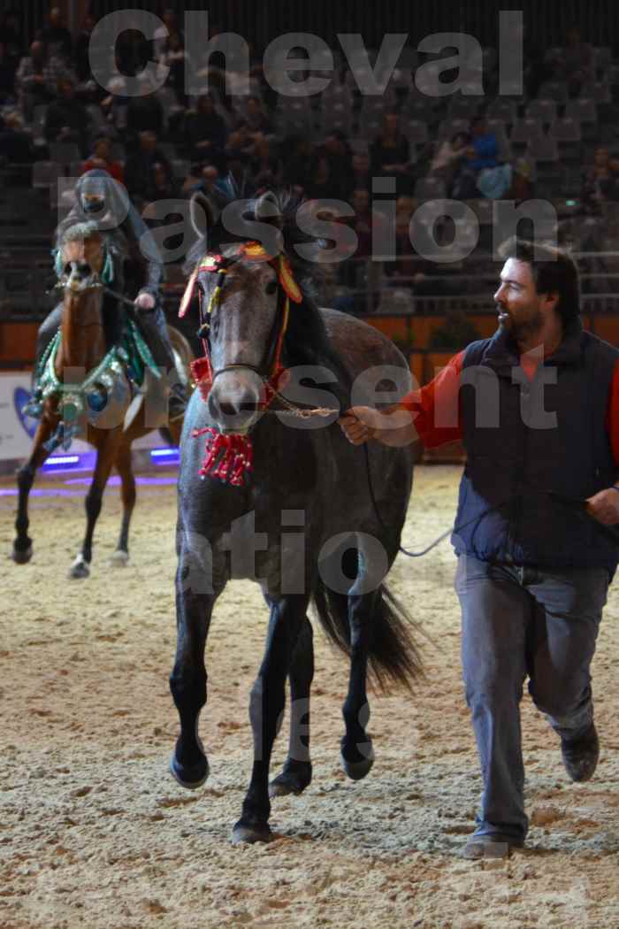 Cheval Passion 2014 - Chevaux BARBES - Notre Sélection - 31