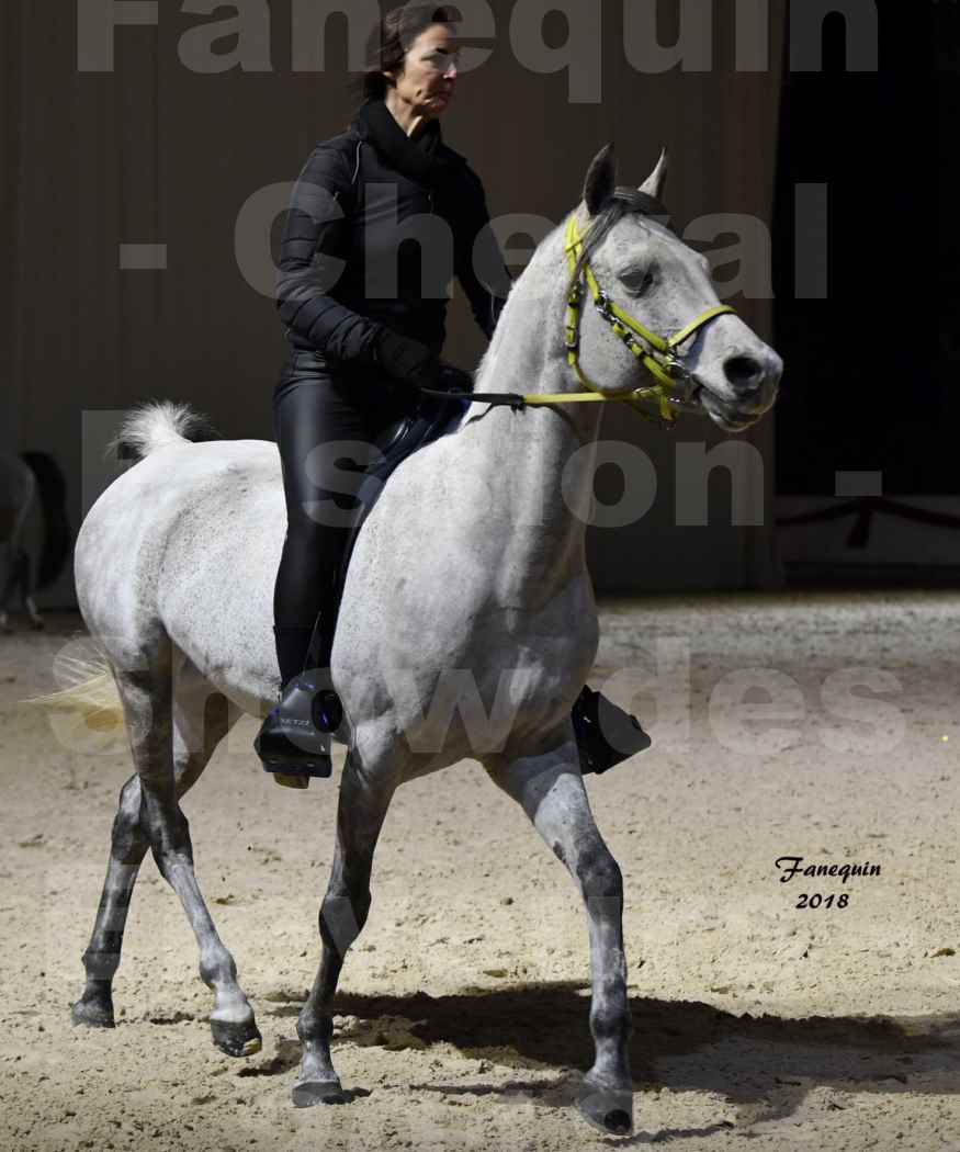 Cheval passion 2018 - Show des éleveurs - Chevaux ARABES - Notre Sélection - 03