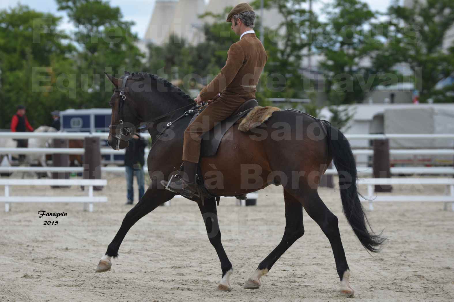 Salon Equitaine de Bordeaux 2015 - Concours d'Equitation de Travail avec chevaux Ibériques - J - 8