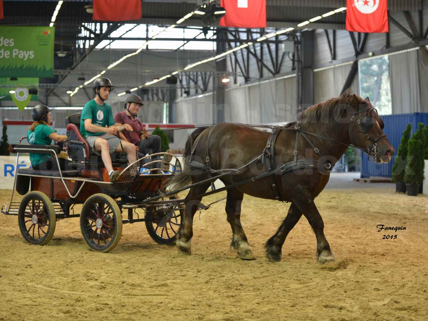 Salon Equitaine de Bordeaux 2015 - Présentation attelage en simple cheval de trait - 2