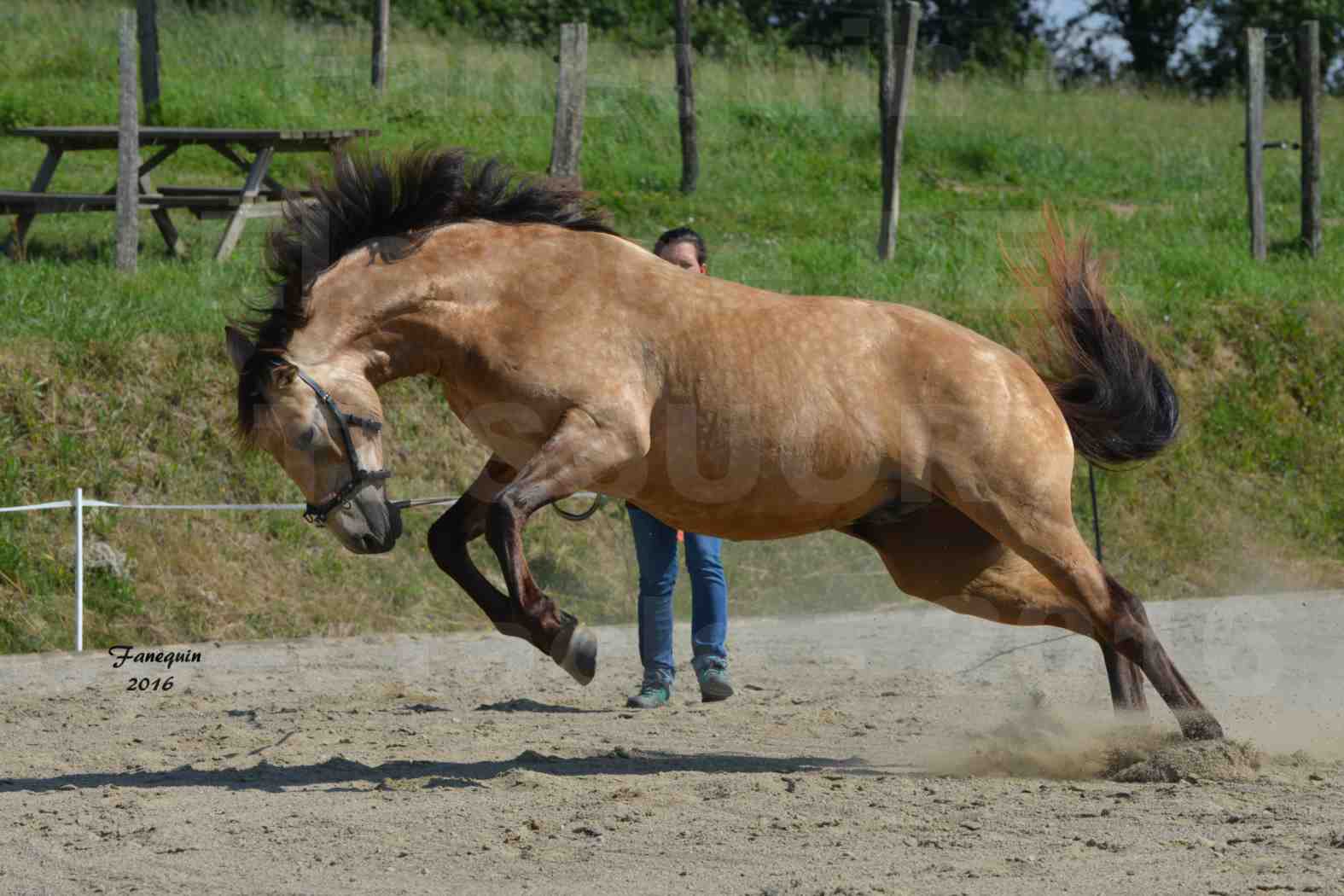 Spectacle de chevaux PRE chez Frédérique VIGNE - 35