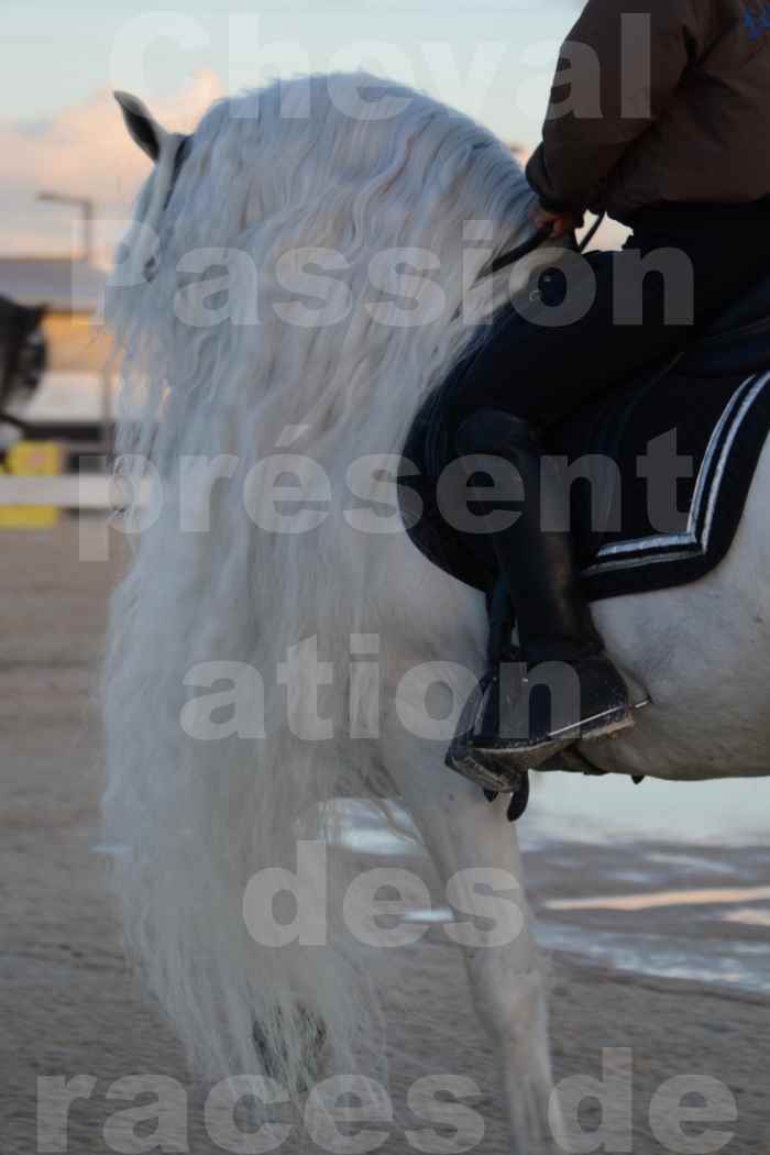 Cheval Passion 2014 - Etalon "GALAN"  blanc écurie Alain LAUZIER - Notre Sélection - Portraits - 09