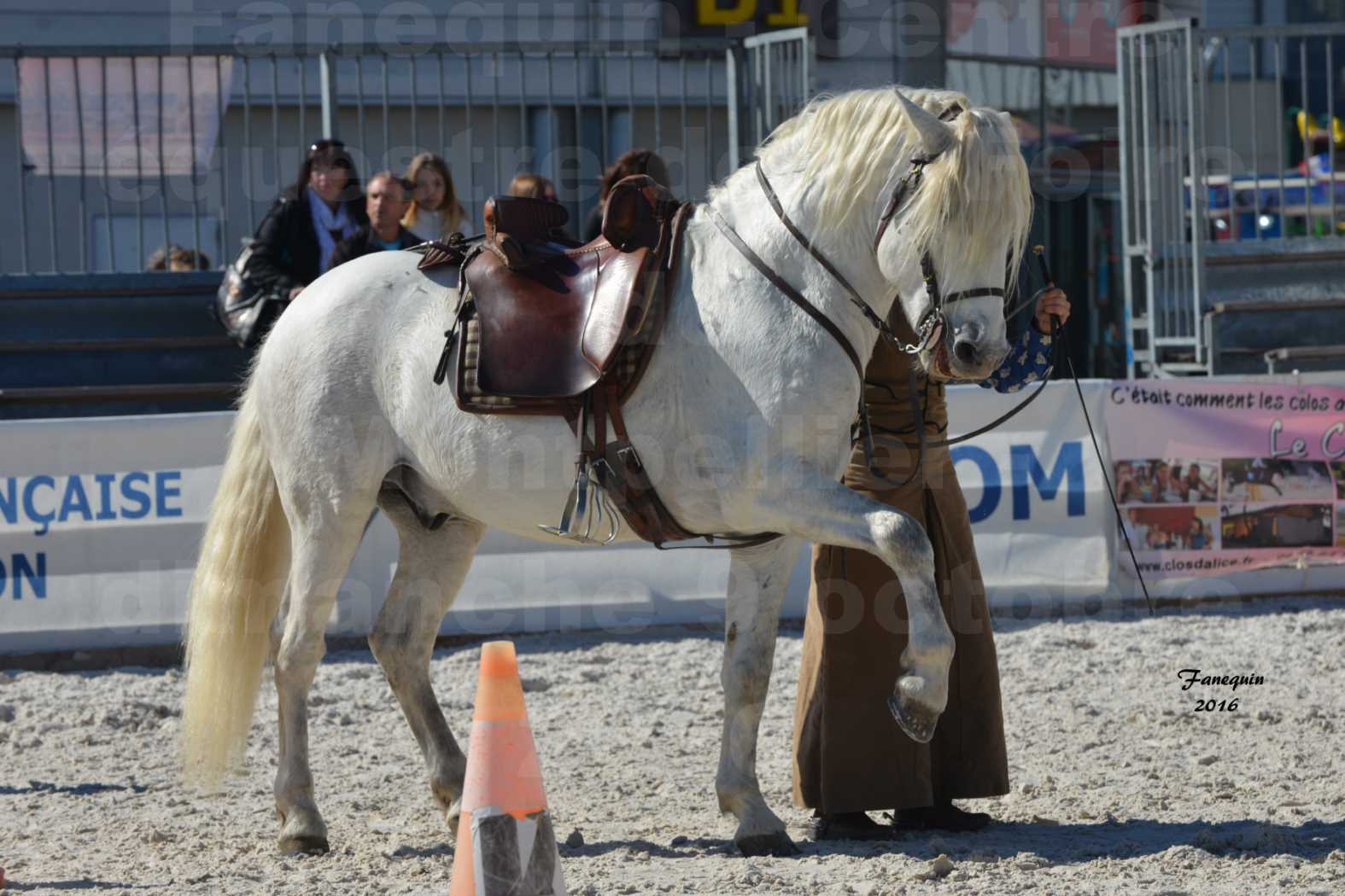 Centre équestre éphémère de la Foire de Montpellier 2016 - Dimanche 09 Octobre 2016 - Cavalières Camarguaises - 5