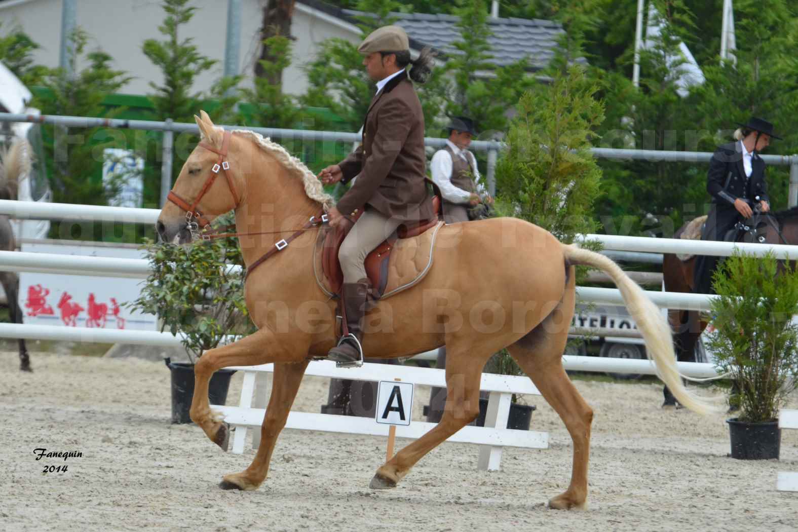 Salon Equitaine de Bordeaux en 2014 - concours Equitation de travail - Épreuve de Dressage - 5