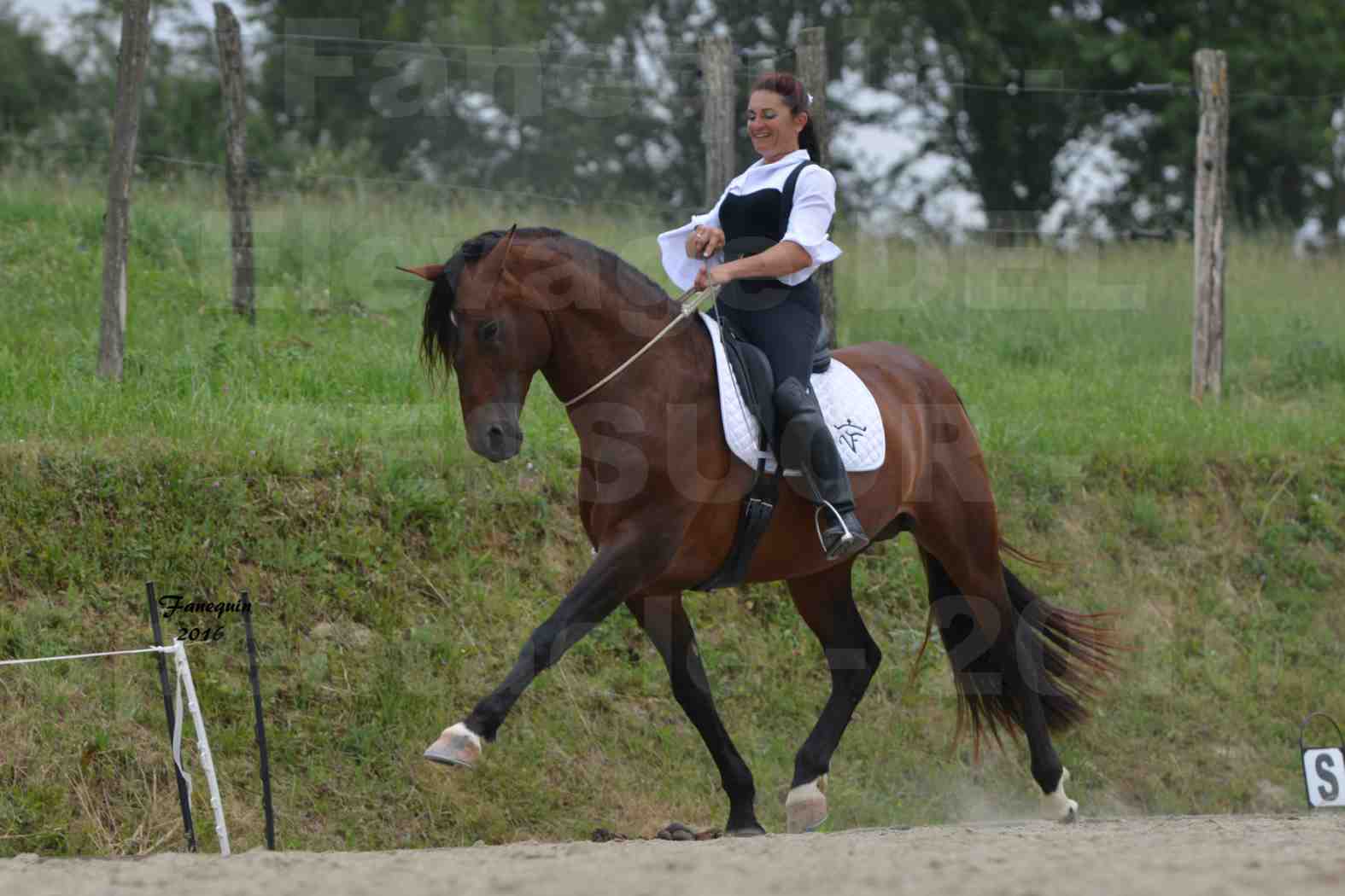 Spectacle de chevaux PRE chez Frédérique VIGNE - 25