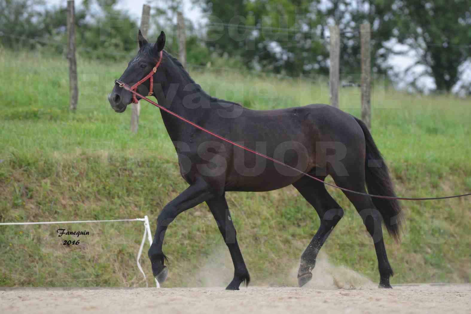 Spectacle de chevaux PRE chez Frédérique VIGNE - 32