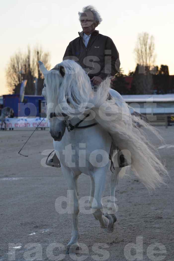 Cheval Passion 2014 - Etalon "GALAN"  blanc écurie Alain LAUZIER - Notre Sélection - 14