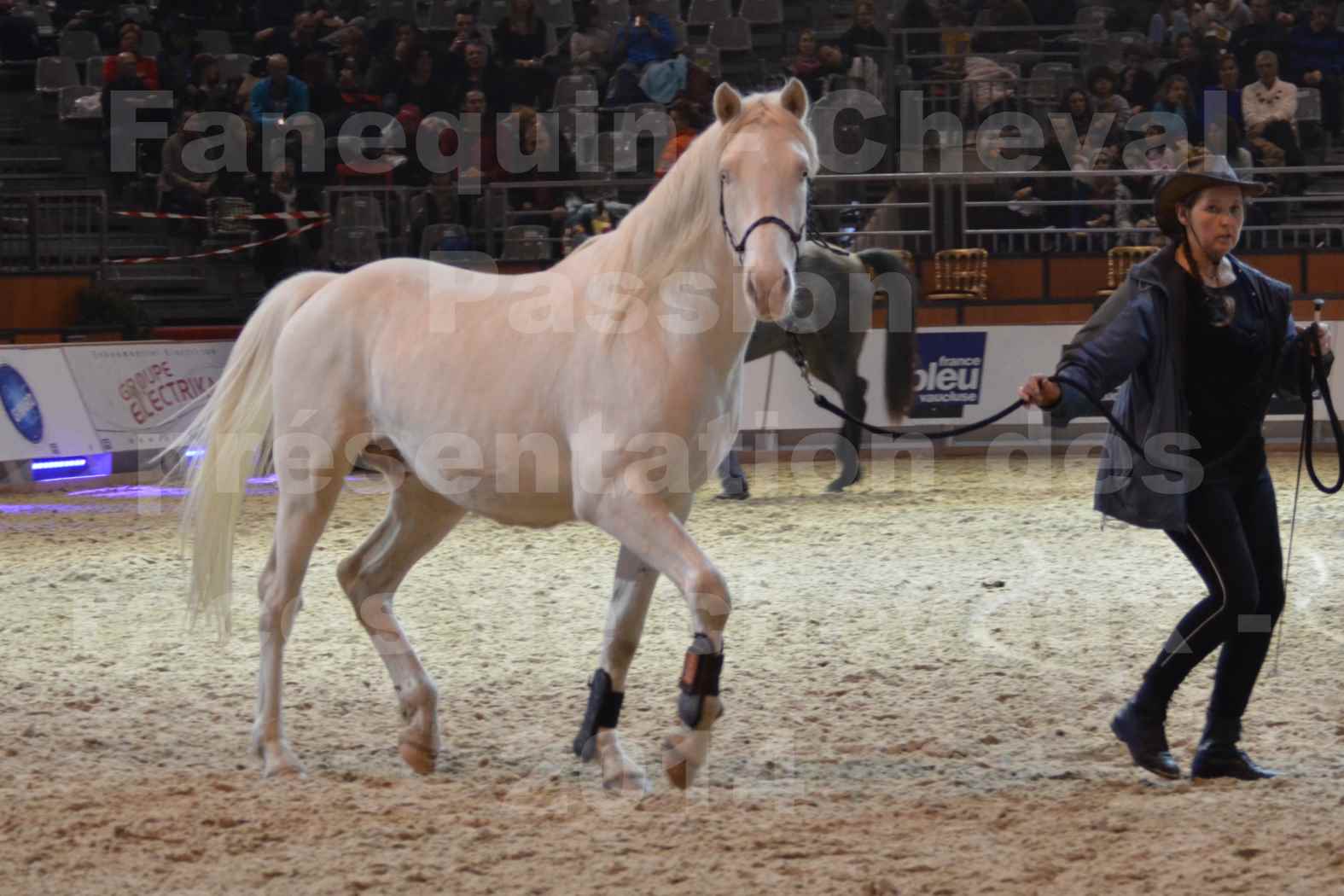 Cheval Passion 2014 - Chevaux BARBES - Notre Sélection - 14