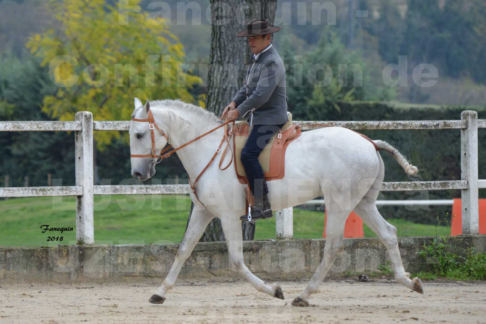 Confirmation de chevaux LUSITANIENS aux Haras d'UZES en novembre 2018 - DON QUICHOTTE DU MOLE - 07