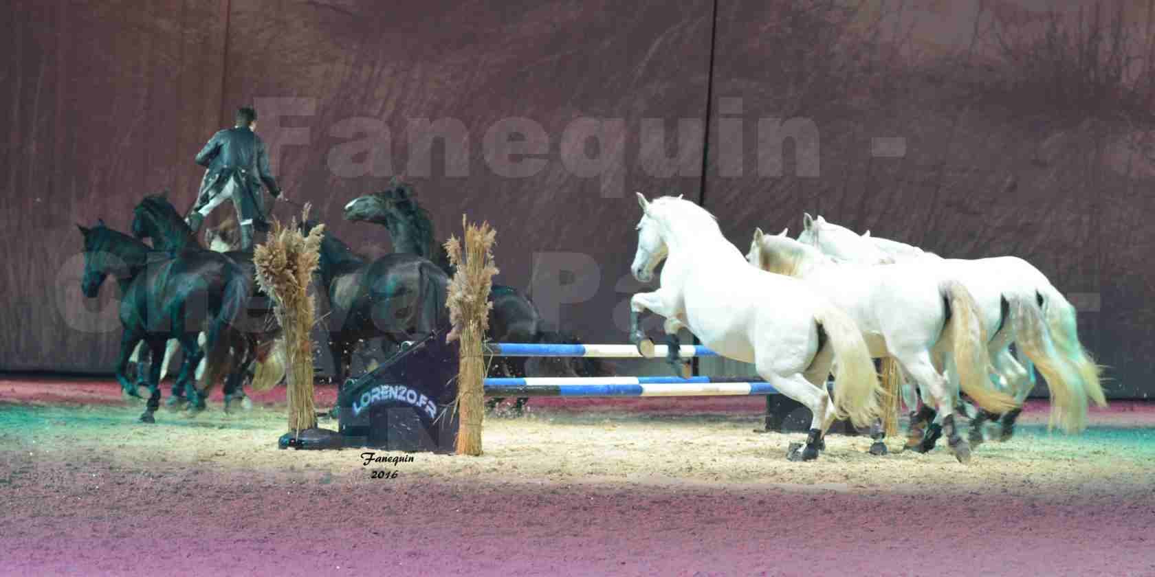 Cheval Passion 2016 - Spectacle les Crinières d'OR - LORENZO "Noir" - représentation du 20 janvier 2016 - 07