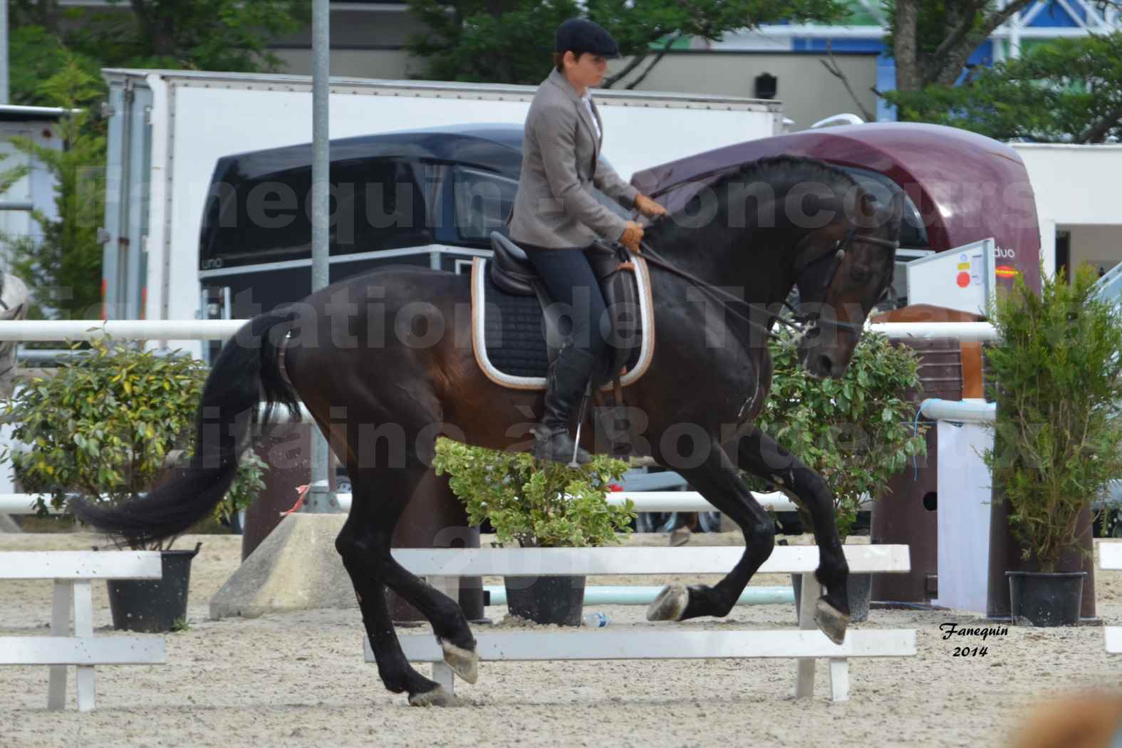 Salon Equitaine de Bordeaux en 2014 - concours Equitation de travail - Épreuve de Dressage - 12