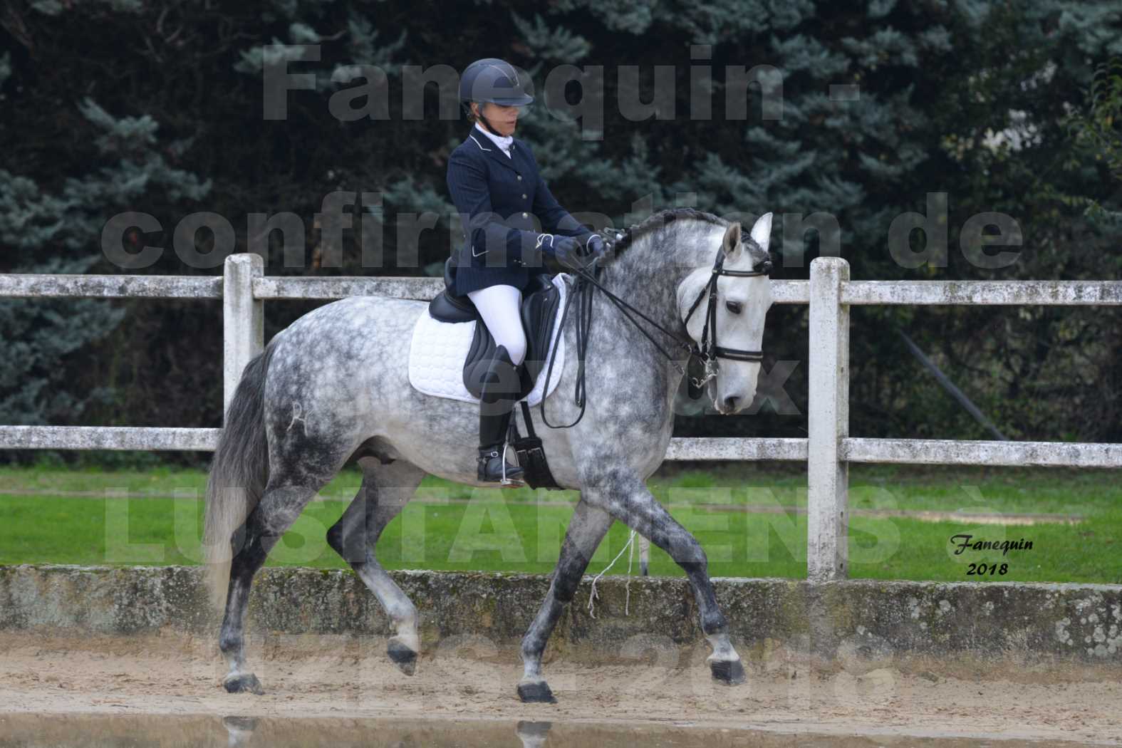 Confirmation de chevaux LUSITANIENS aux Haras d'UZES en novembre 2018 - GUSTAVO - 01