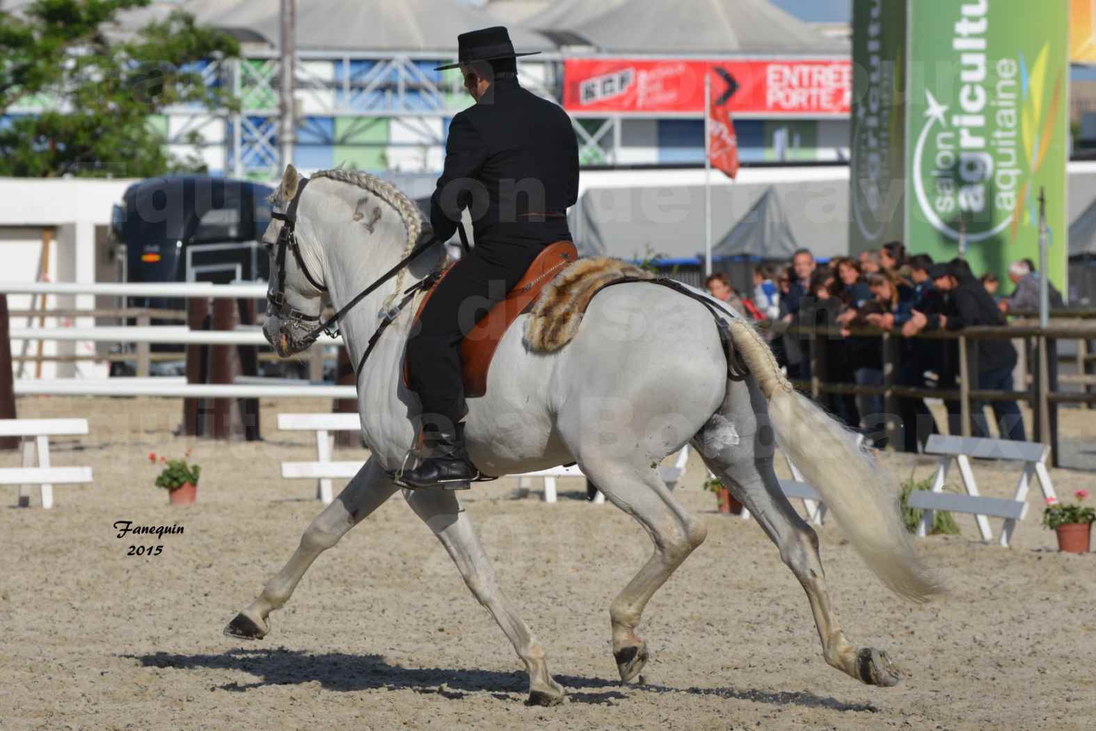 Salon Equitaine de Bordeaux 2015 - Concours d'Equitation de Travail avec chevaux Ibériques - K - 3
