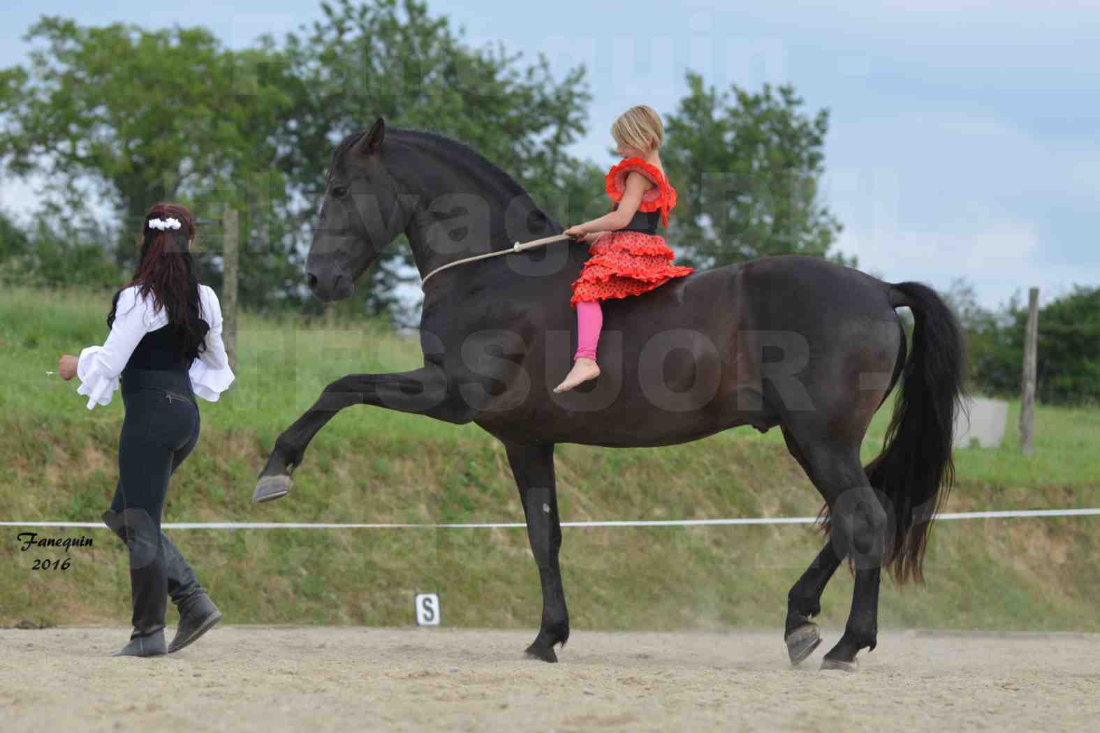 Spectacle de chevaux PRE chez Frédérique VIGNE - 43