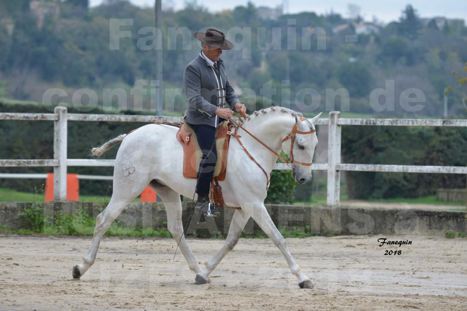 Confirmation de chevaux LUSITANIENS aux Haras d'UZES en novembre 2018 - DON QUICHOTTE DU MOLE - 09