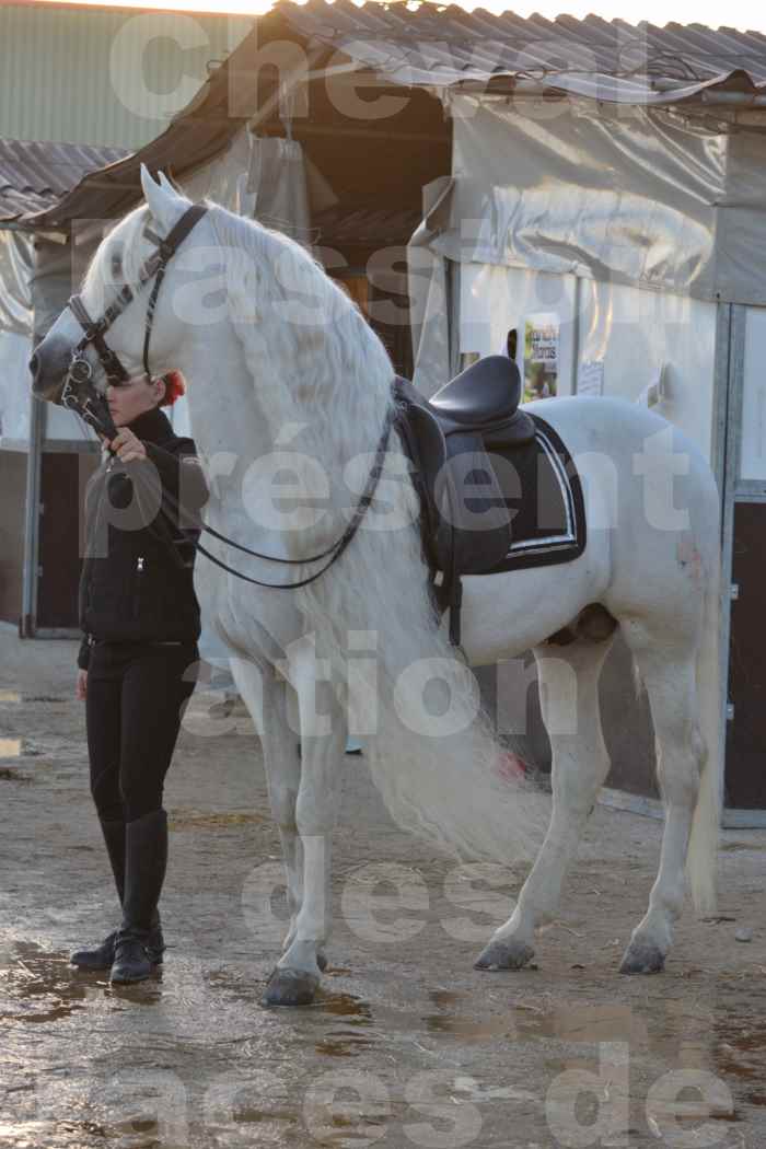 Cheval Passion 2014 - Etalon "GALAN"  blanc écurie Alain LAUZIER - Notre Sélection - 06