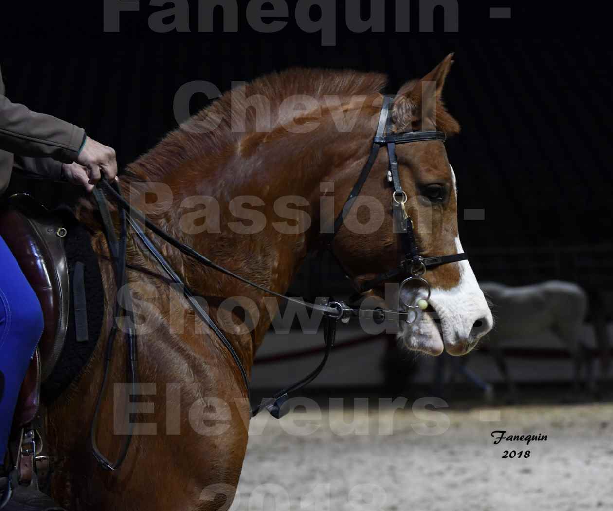Cheval passion 2018 - Show des éleveurs - Chevaux ARABES - Notre Sélection - Portraits - 3