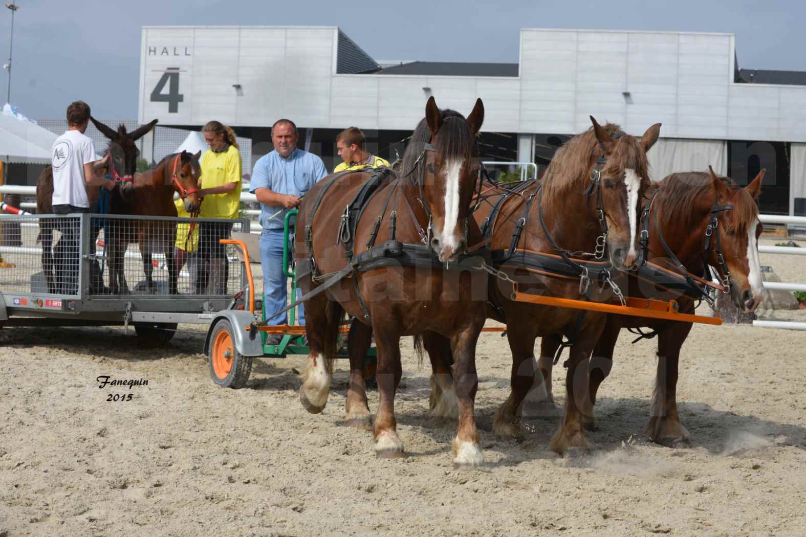 Salon Equitaine de Bordeaux 2015 - Démonstration d'attelage à 3 chevaux de front - 02