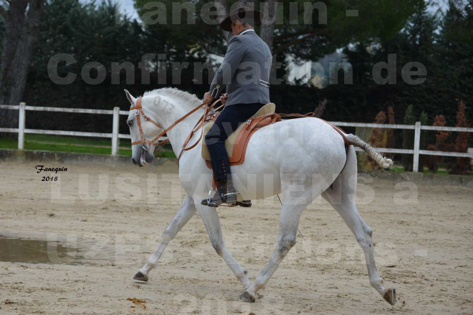 Confirmation de chevaux LUSITANIENS aux Haras d'UZES en novembre 2018 - DON QUICHOTTE DU MOLE - 11