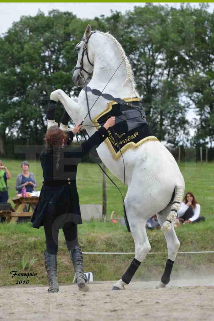 Spectacle de chevaux PRE chez Frédérique VIGNE - 19