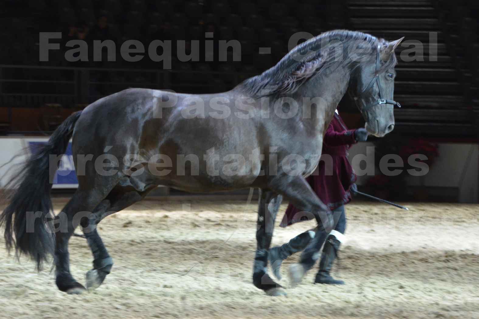 Cheval Passion 2014 - Frédériq VIGNE - Notre Sélection - 16