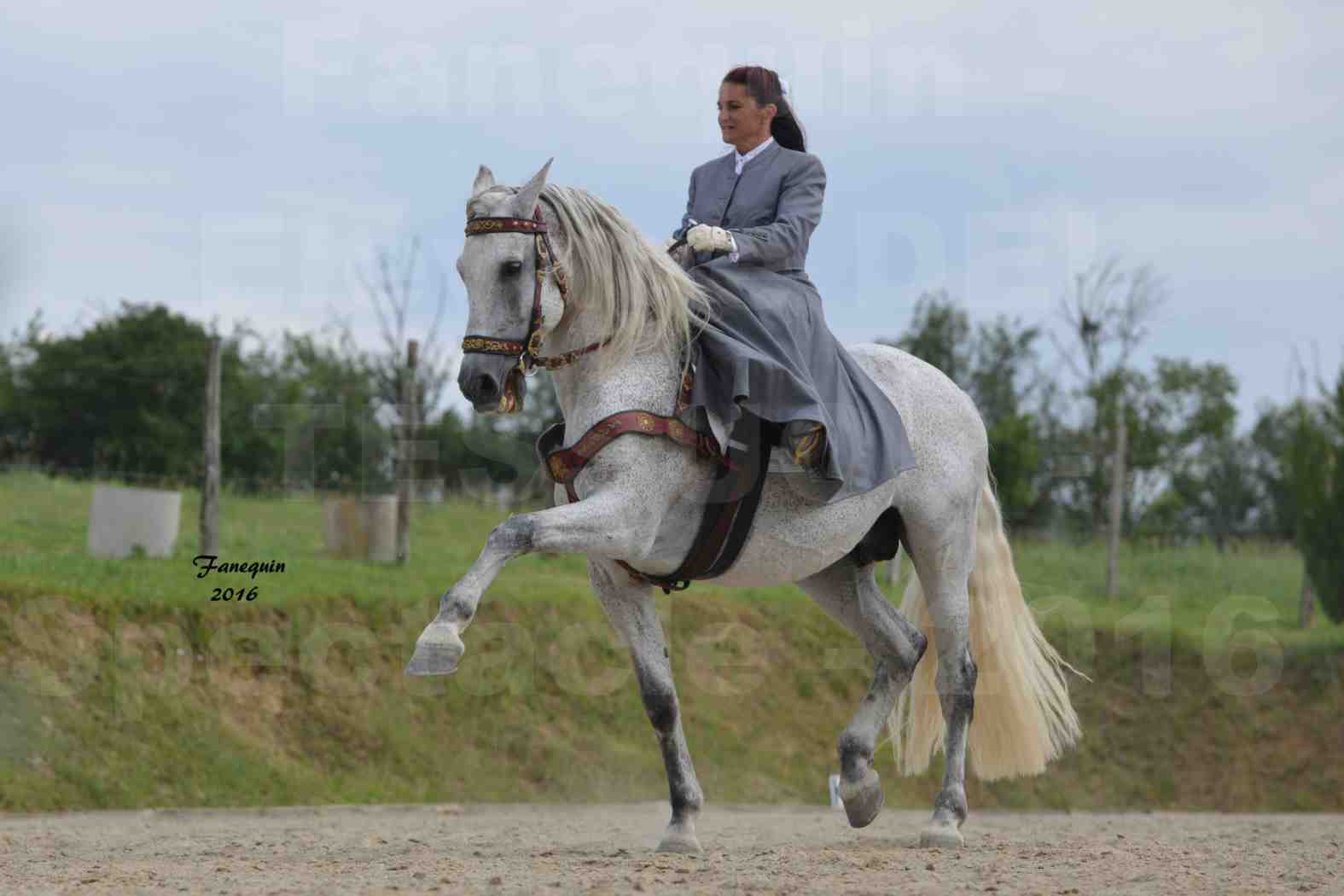 Spectacle de chevaux PRE chez Frédérique VIGNE - 23